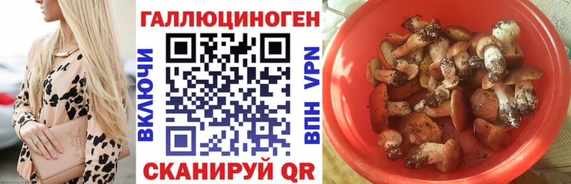 Купить где Белая Калитва Псилоцибиновые грибы Cubensis
